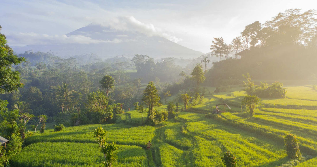 Rice terraces at dawn with volcano backdrop in Bali, Indonesia