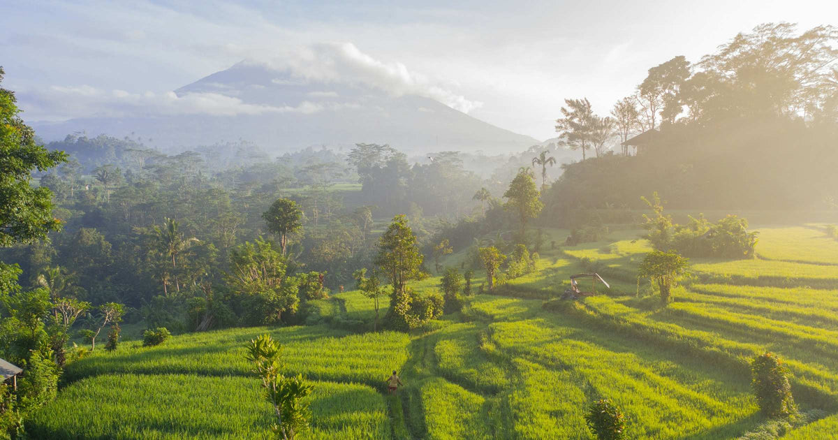 Rice terraces at dawn with volcano backdrop in Bali, Indonesia