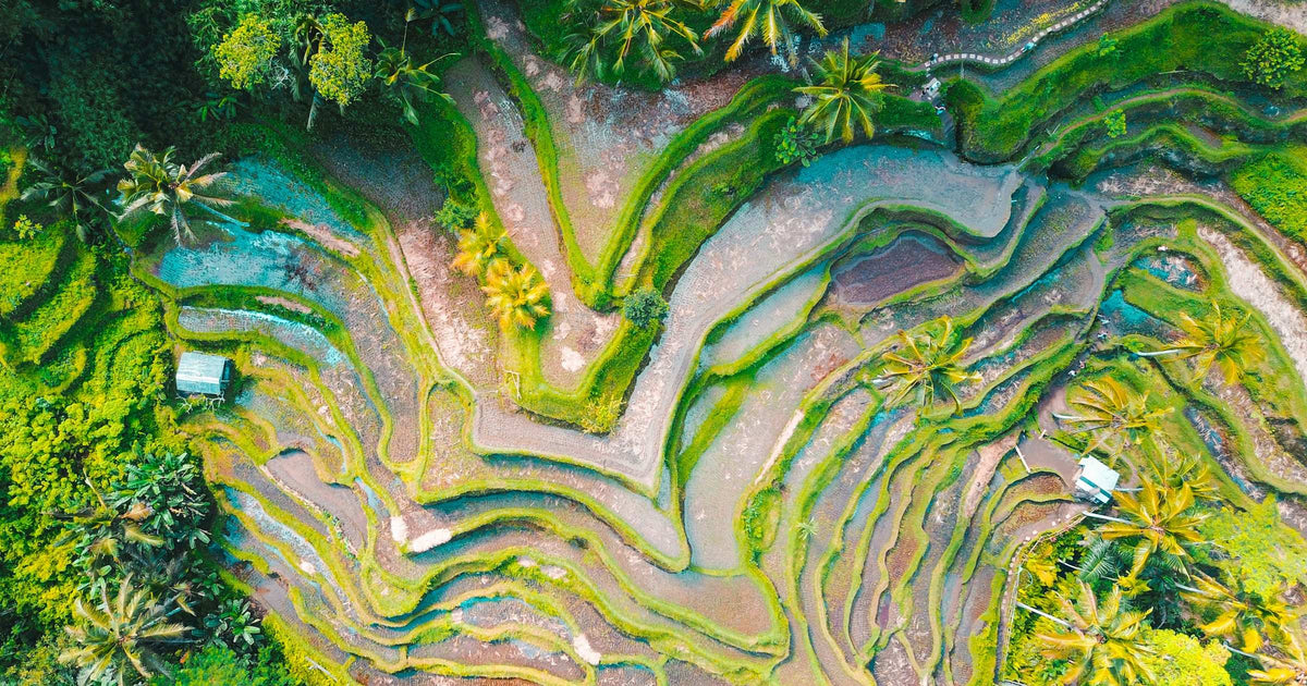 Aerial view of Tegalalang rice terraces in Bali, Indonesia, showing iconic swirling green terraces and coconut palms