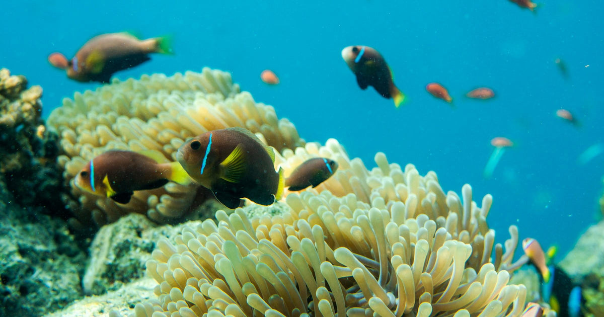 Tropical fish and sea anemones on a coral reef while diving in the Maldives